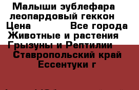 Малыши эублефара ( леопардовый геккон) › Цена ­ 1 500 - Все города Животные и растения » Грызуны и Рептилии   . Ставропольский край,Ессентуки г.